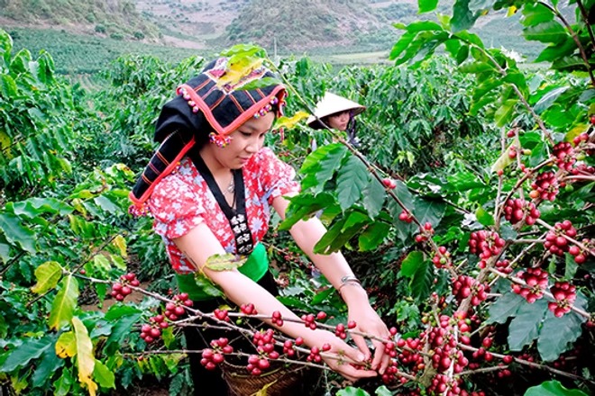 vietnam coffee plantation