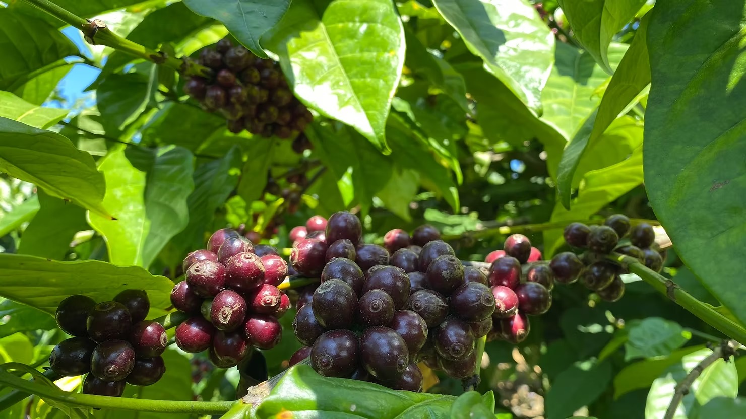 vietnam coffee plantation