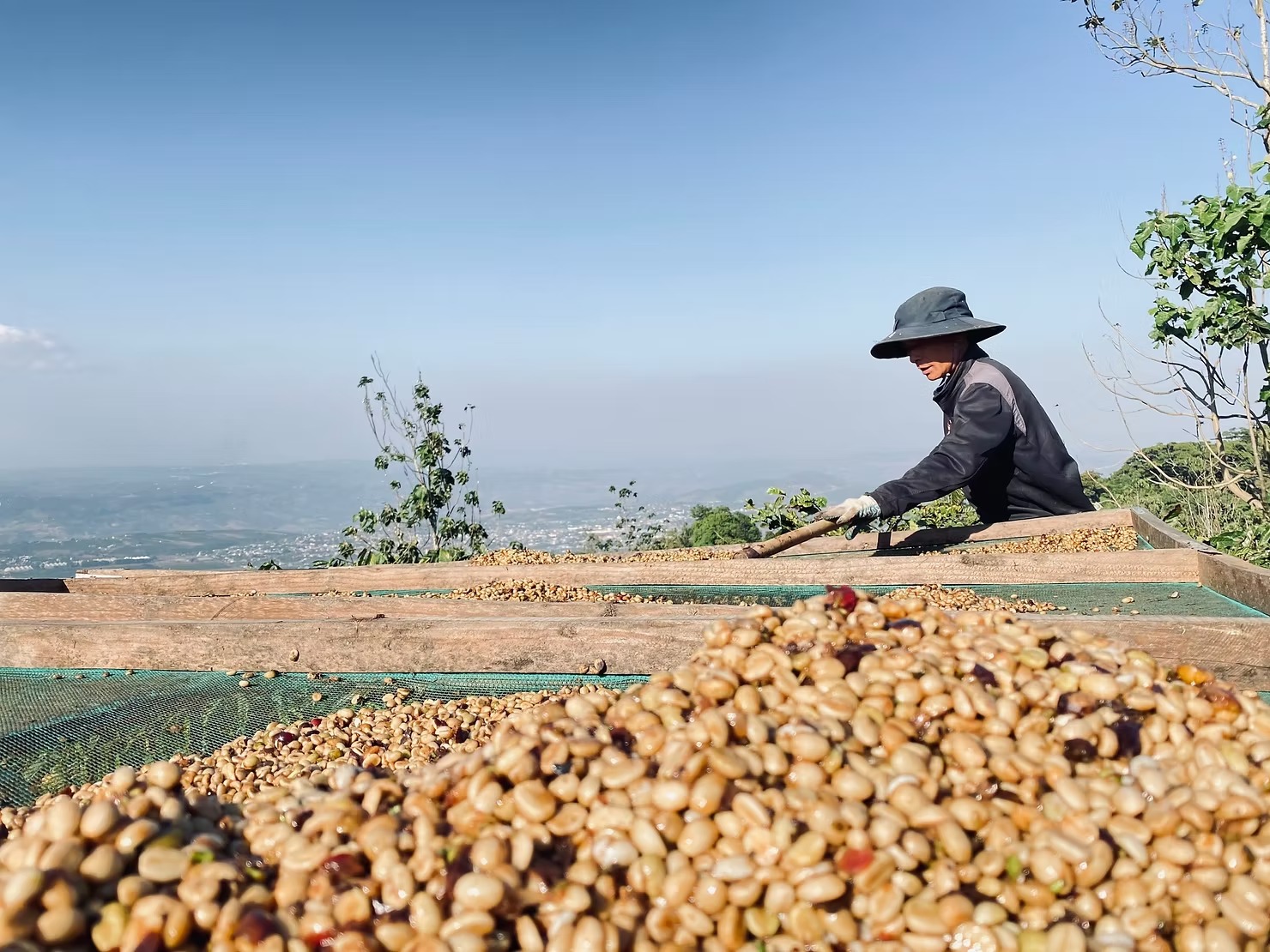 vietnam coffee plantation