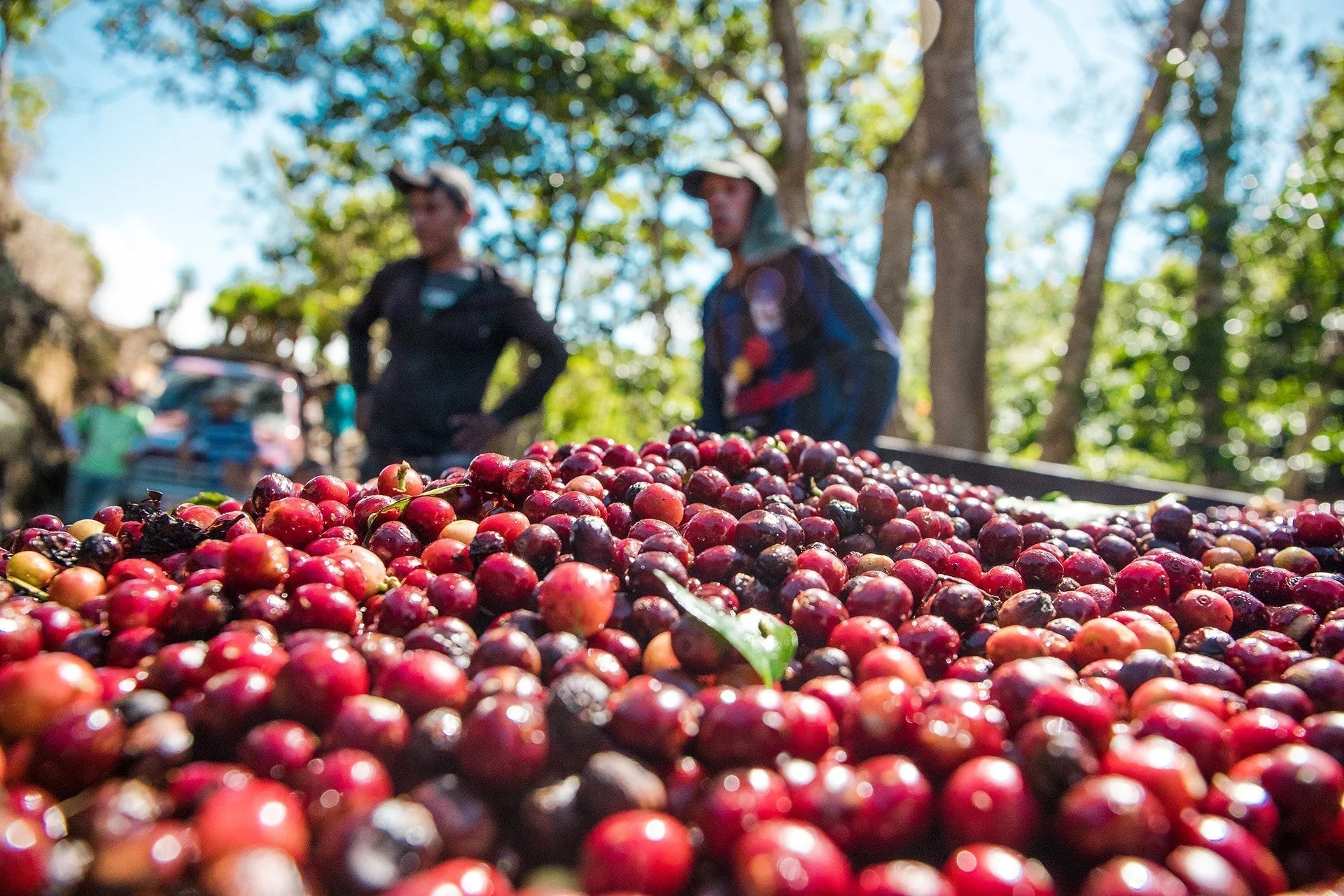 vietnam fine robusta