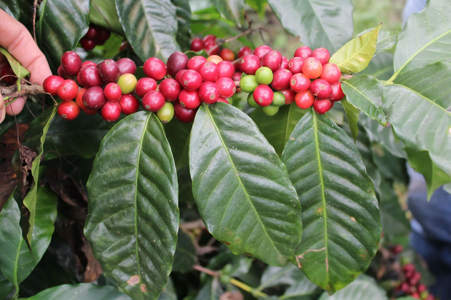 Catuai Coffee