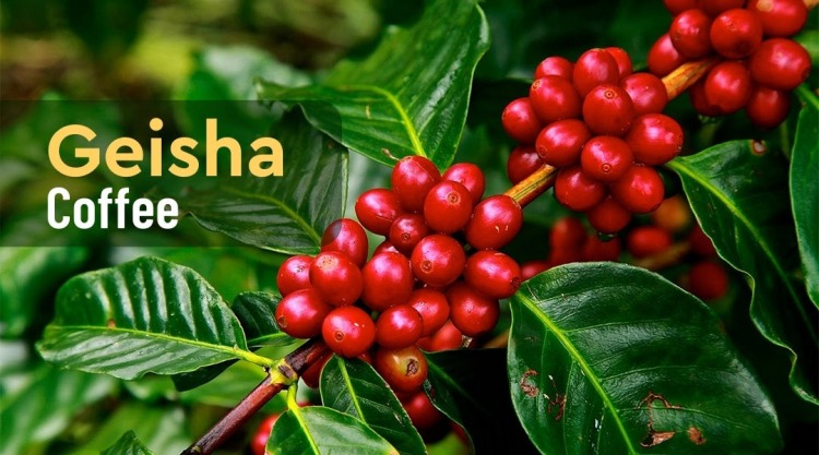 Geisha Coffee