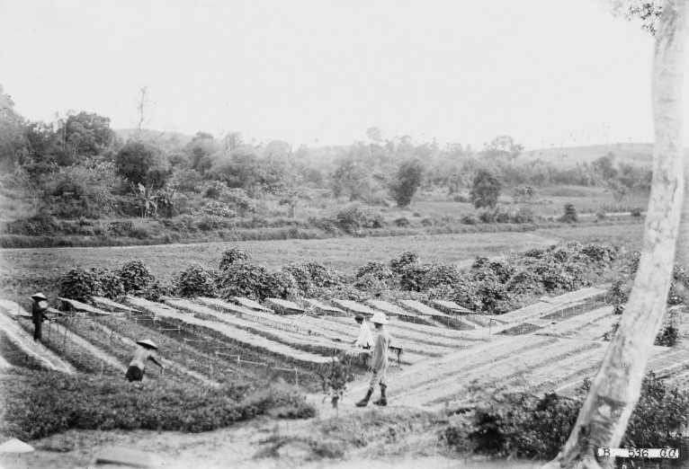 Historical Footprints of Coffee in Vietnam