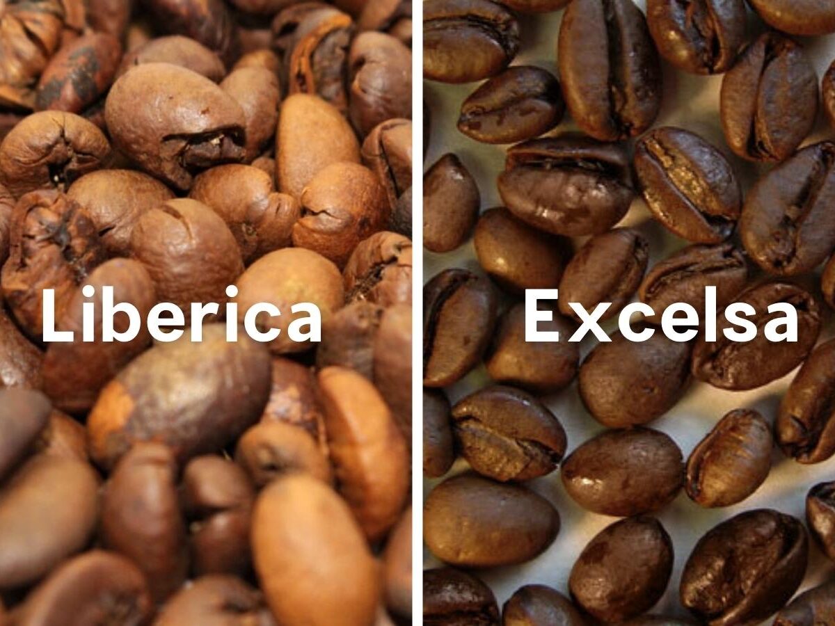 Liberica vs Excelsa Coffee: A Comprehensive Comparison