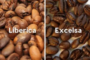 excelsa-coffee-and-liberica-coffee