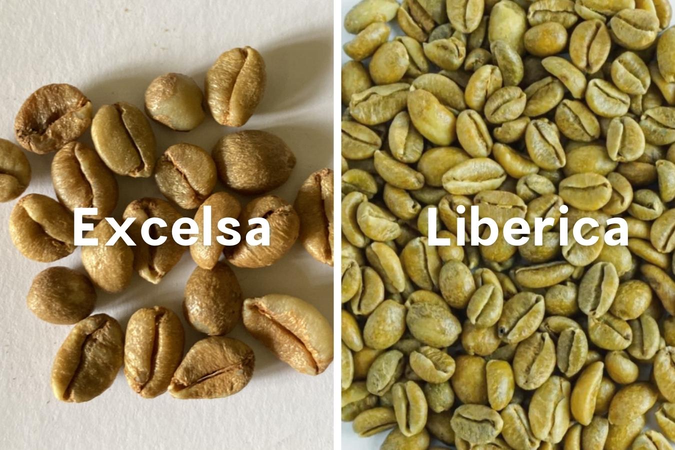 excelsa-coffee-and-liberica-coffee