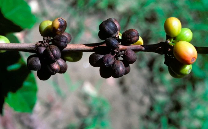 Branch Dieback and Fruit Dieback Disease on Coffee Plants