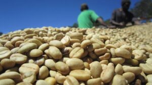 Coffee Bean Size Classification