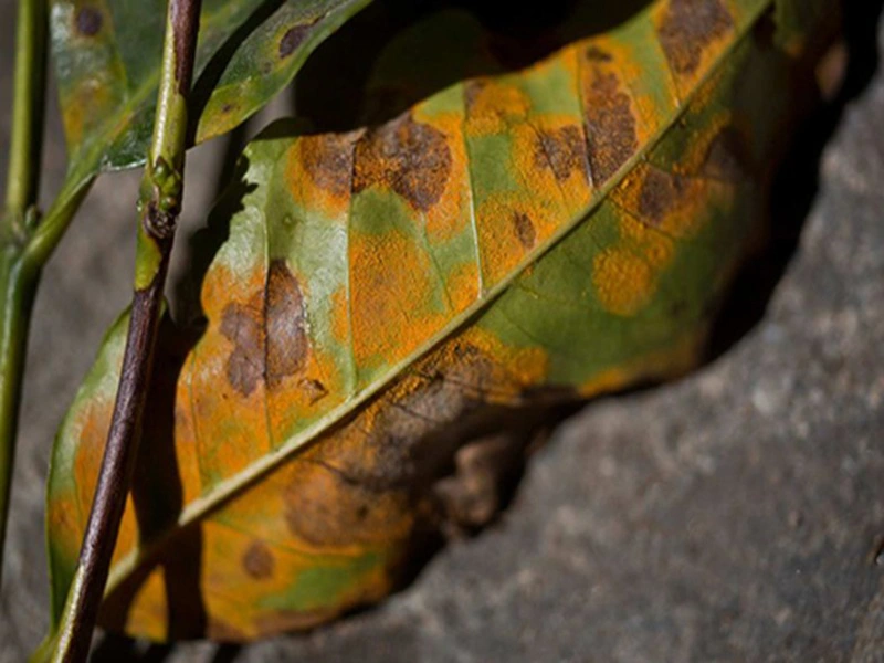 Coffee Rust Disease on Coffee Plants