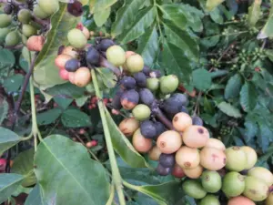 Declining coffee input quality