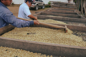 How To Dry Coffee Beans