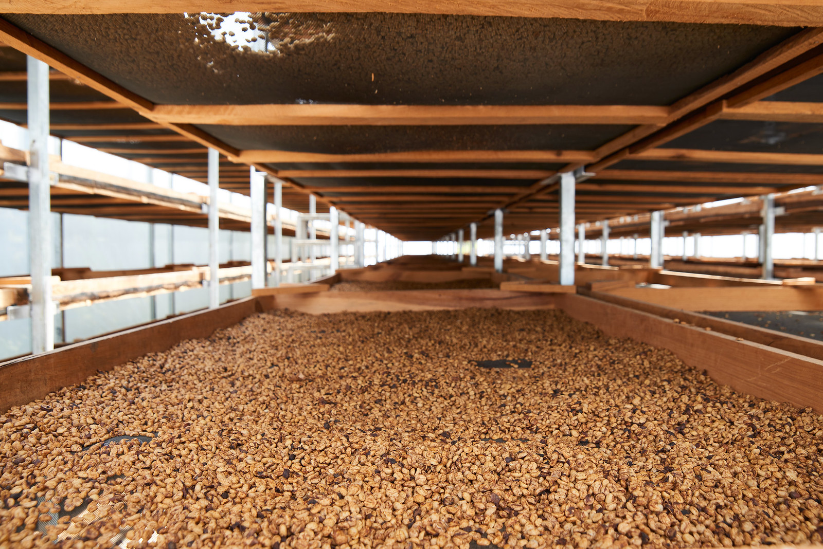 How To Dry Coffee Beans