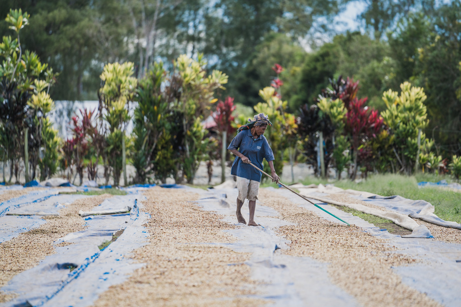 How To Dry Coffee Beans