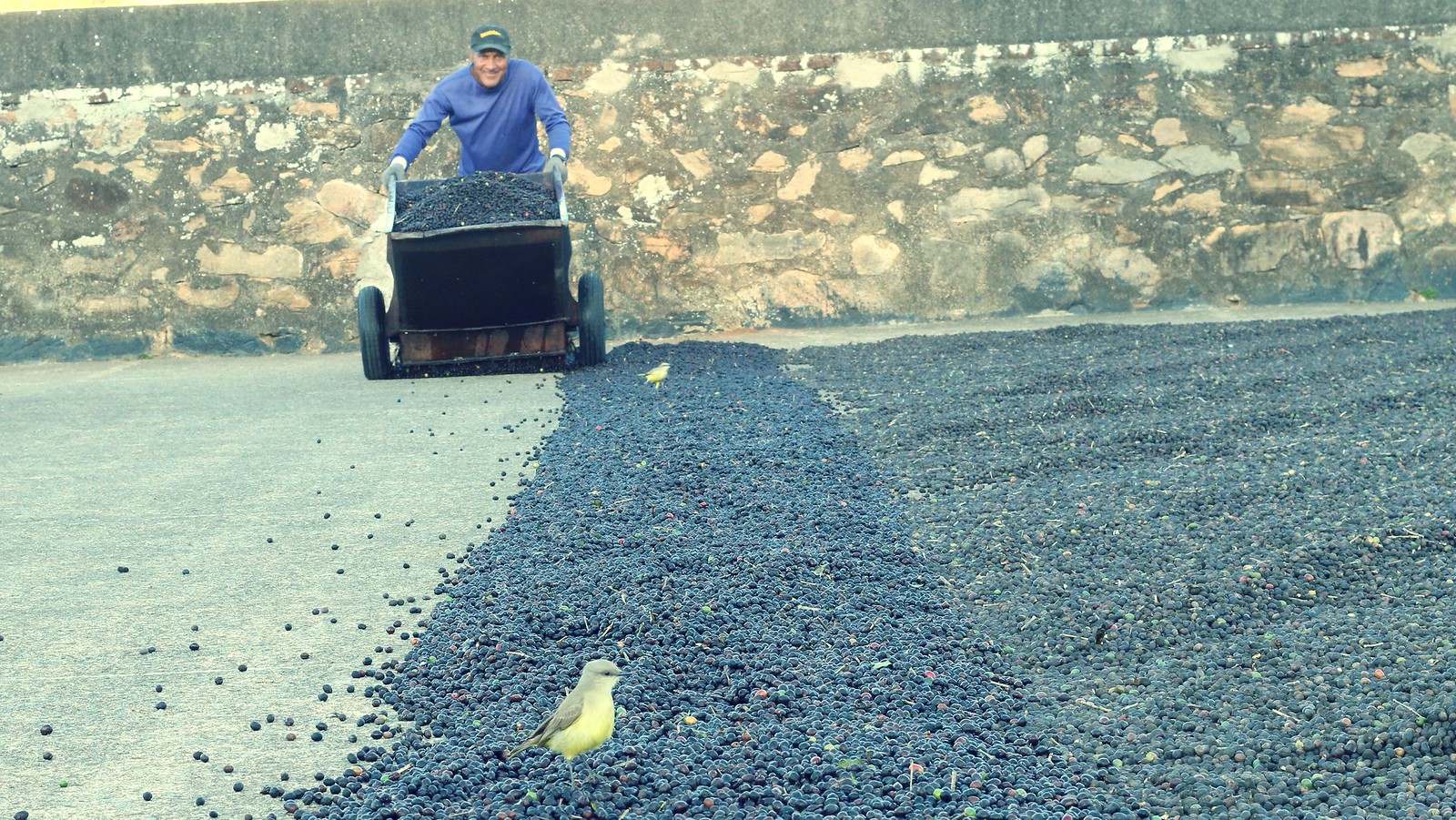 How To Dry Coffee Beans