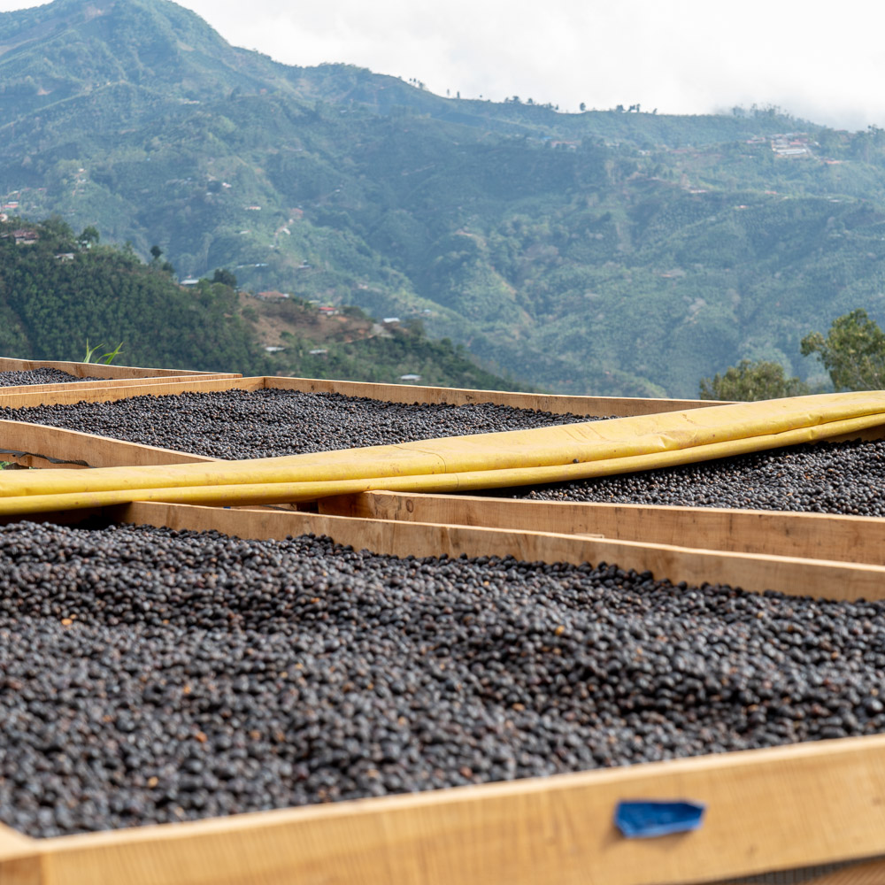 How To Dry Coffee Beans