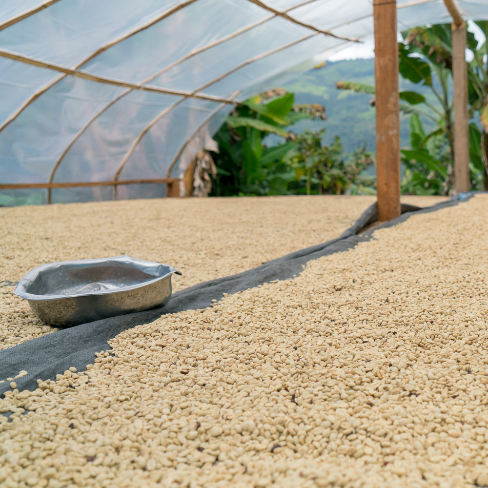 How To Dry Coffee Beans