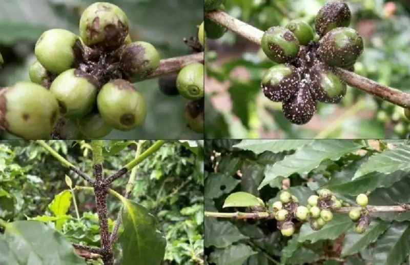 Pink Disease on Coffee Plants