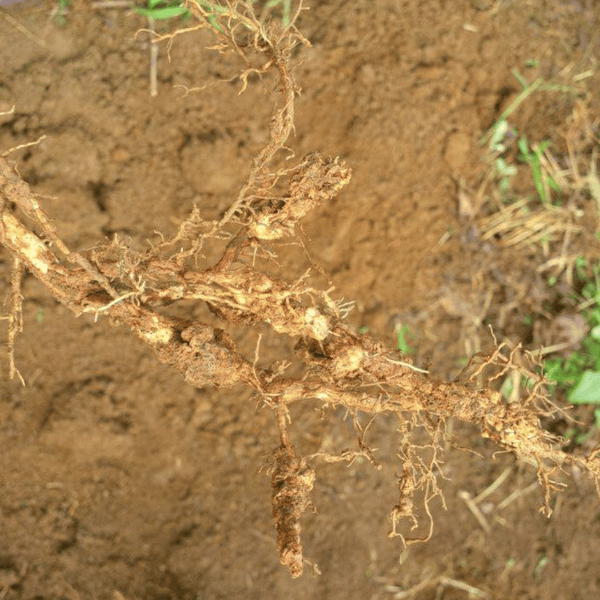 Root Collar Rot Disease on Coffee Plants
