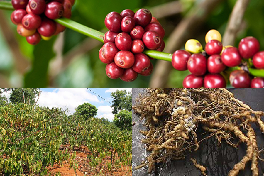 Root Rot Disease on Coffee Plants