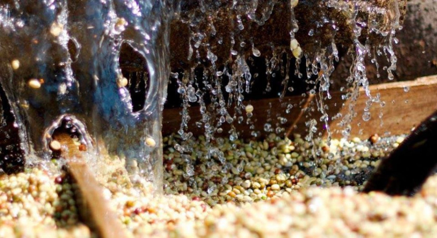 Wet Processing Method for Coffee