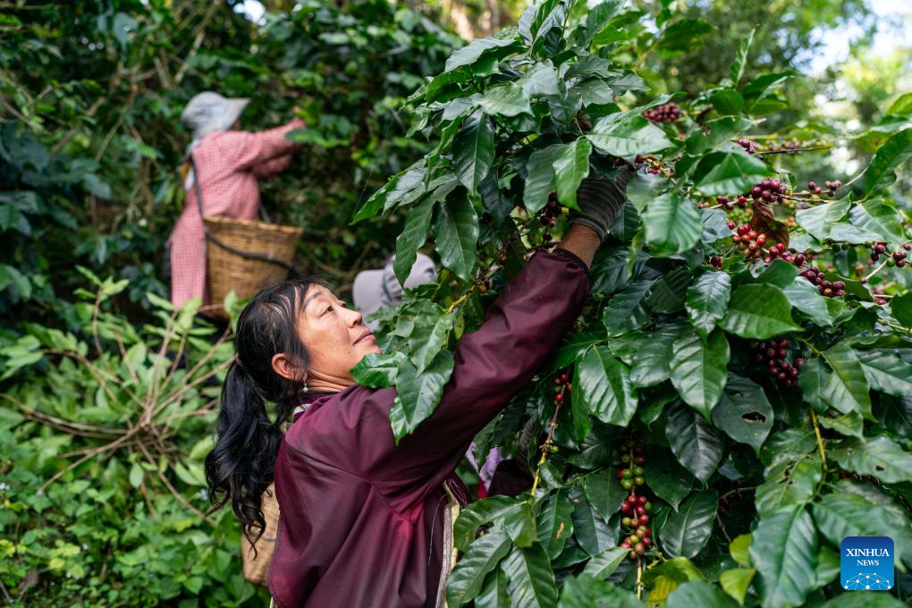 Yunnan Coffee Exchange