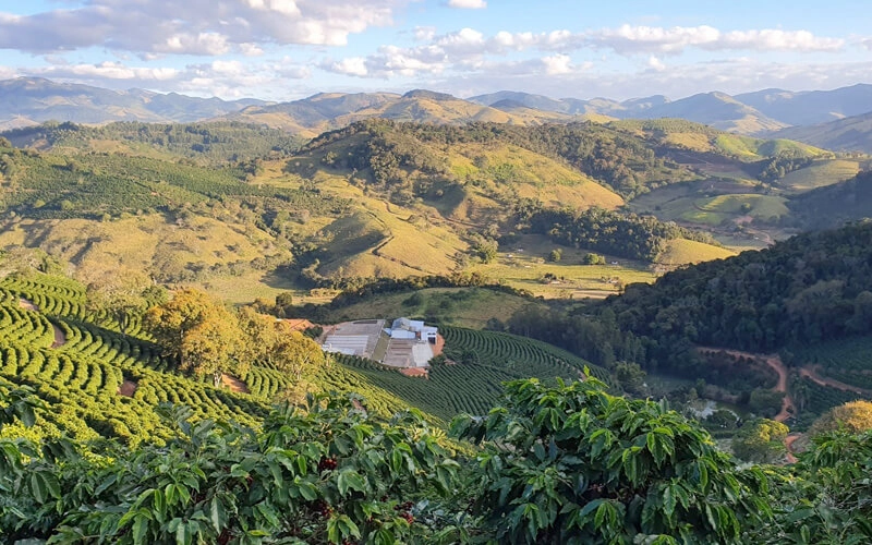 What is the coffee bean belt