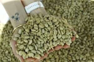 green coffee beans