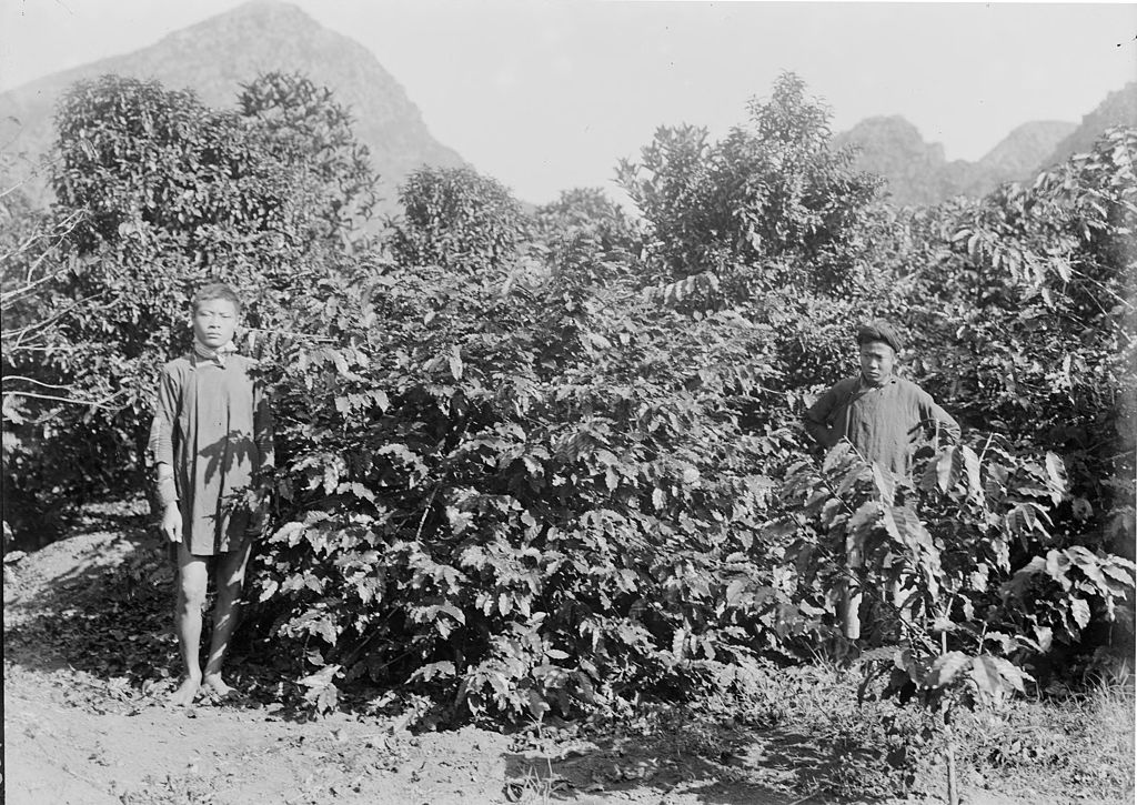 history of arabica coffee cau dat