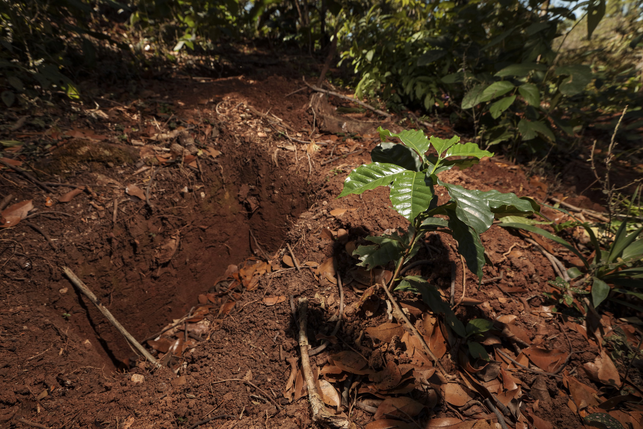 the role of soil for coffee plants