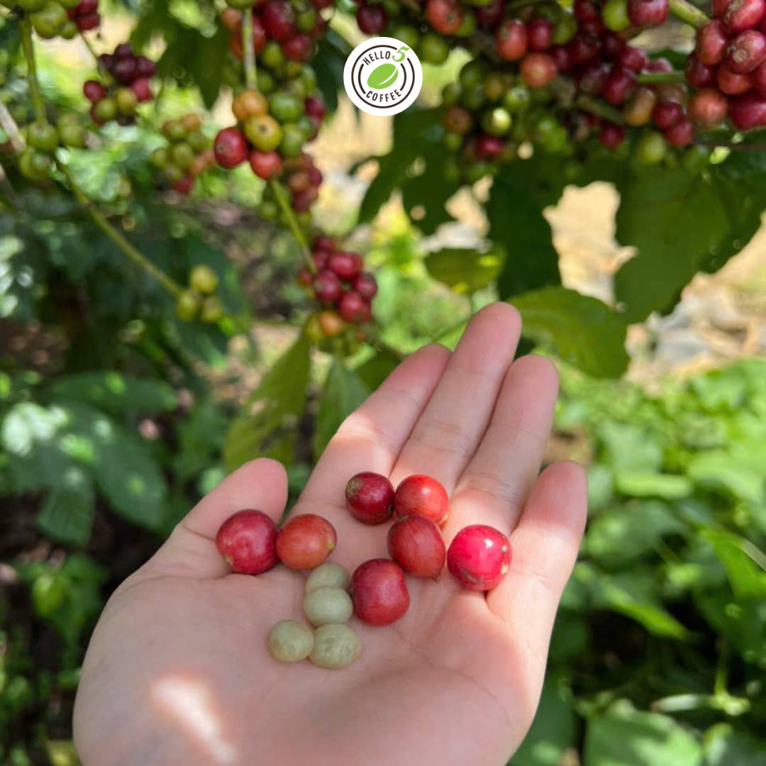 High-Quality Coffee Production at Hello 5 Coffee