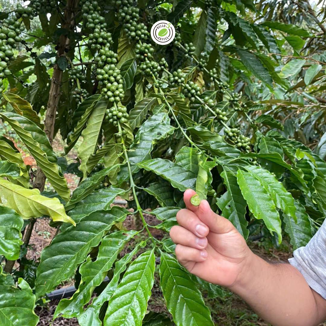 hello 5 coffee farm 1