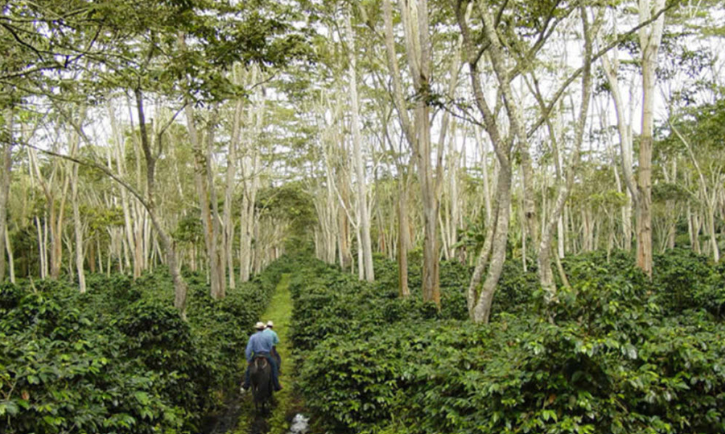 shade-grown coffee