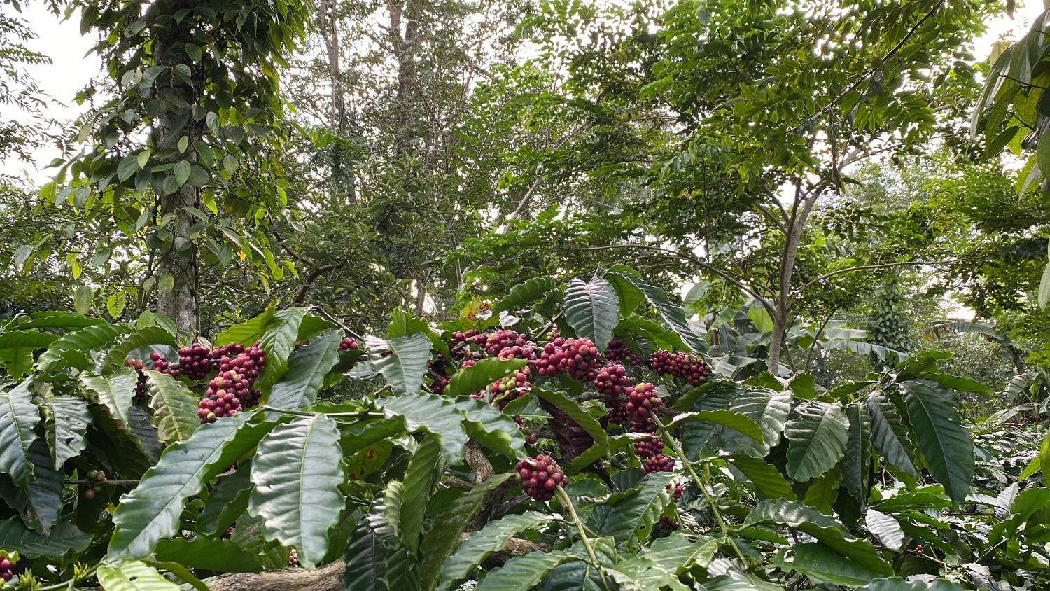 shade-grown coffee