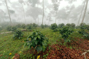 shade-grown coffee