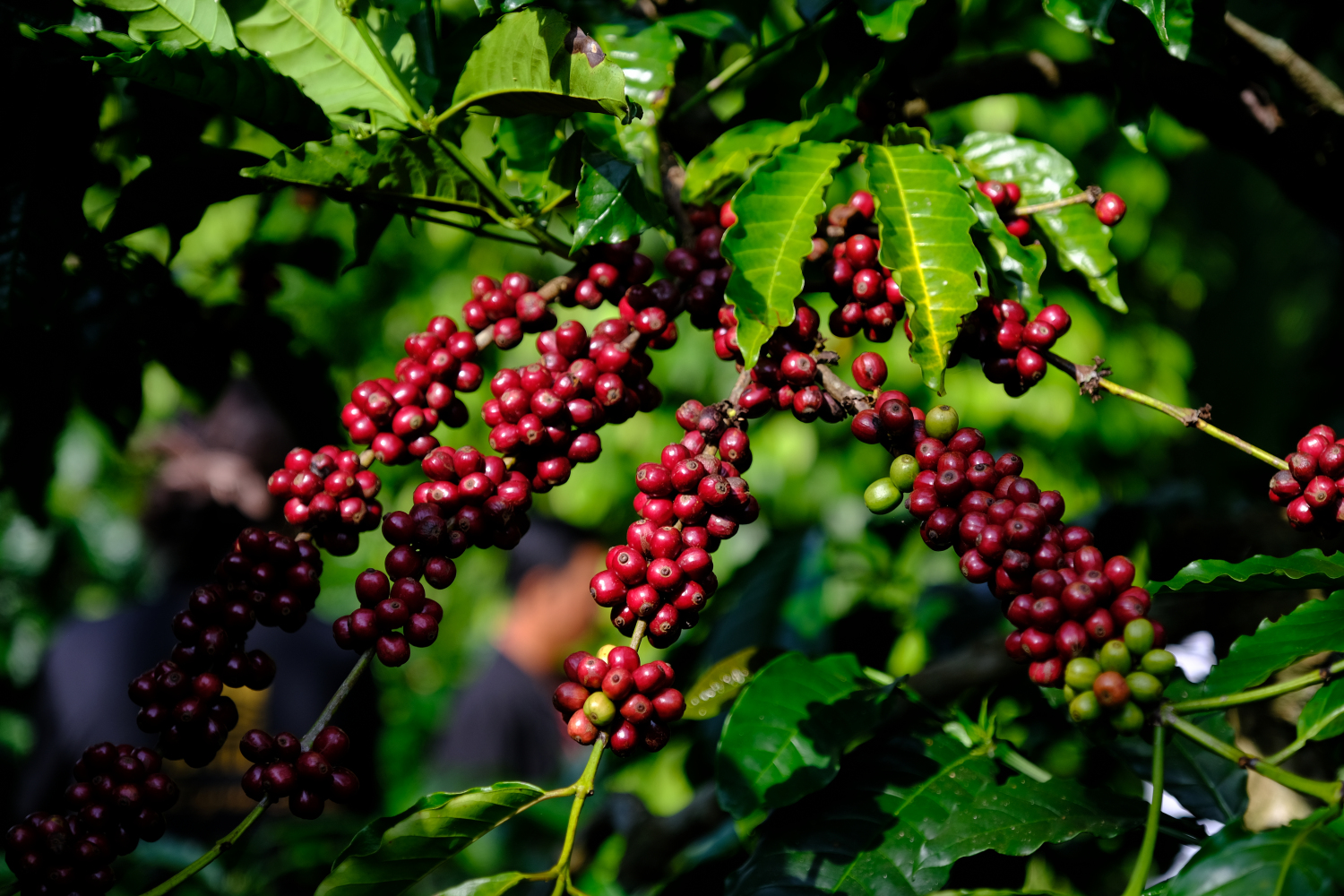 Coffee plants that grow in full sunlight typically yield higher productivity.
