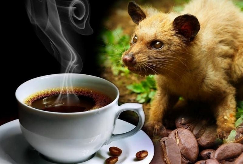 Is Weasel Coffee Good for Health