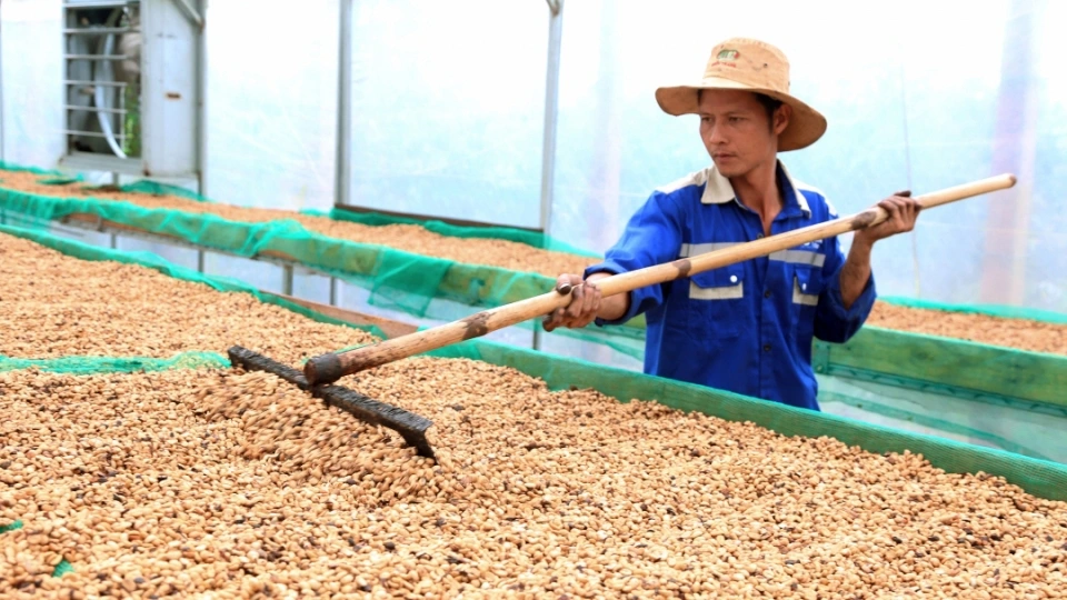 Vietnamese Coffee Price Drops