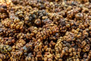 real_kopi_luwak_beans_1