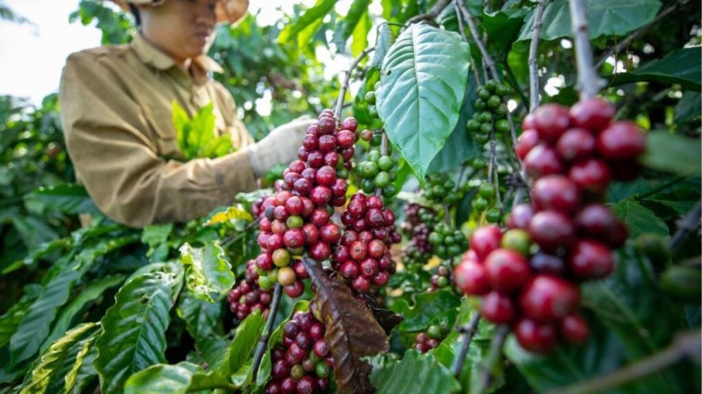 Macronutrient nutrition and Fertilization for coffee plants