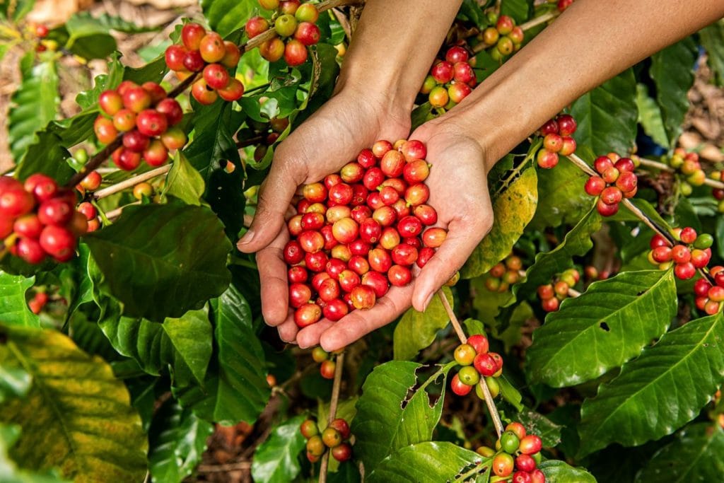 Macronutrient nutrition and Fertilization for coffee plants