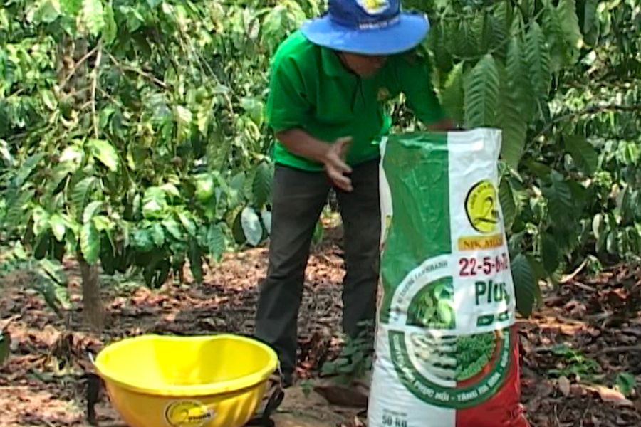 Macronutrient nutrition and Fertilization for coffee plants 3