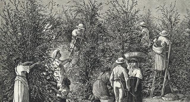 Origins of Typica Coffee