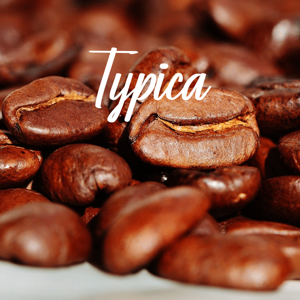 Typica Coffee