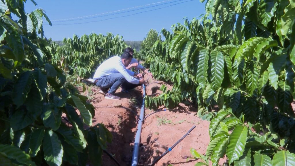 Macronutrient nutrition and Fertilization for coffee plants