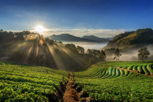 high_altitude_coffee_farm_3