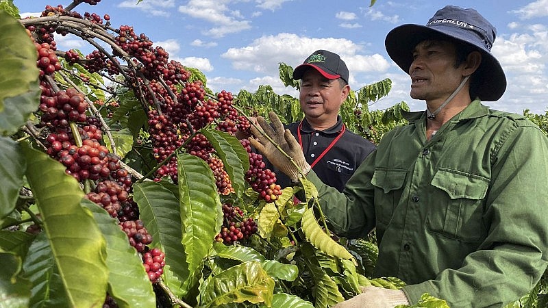 Vietnam Robusta coffee price