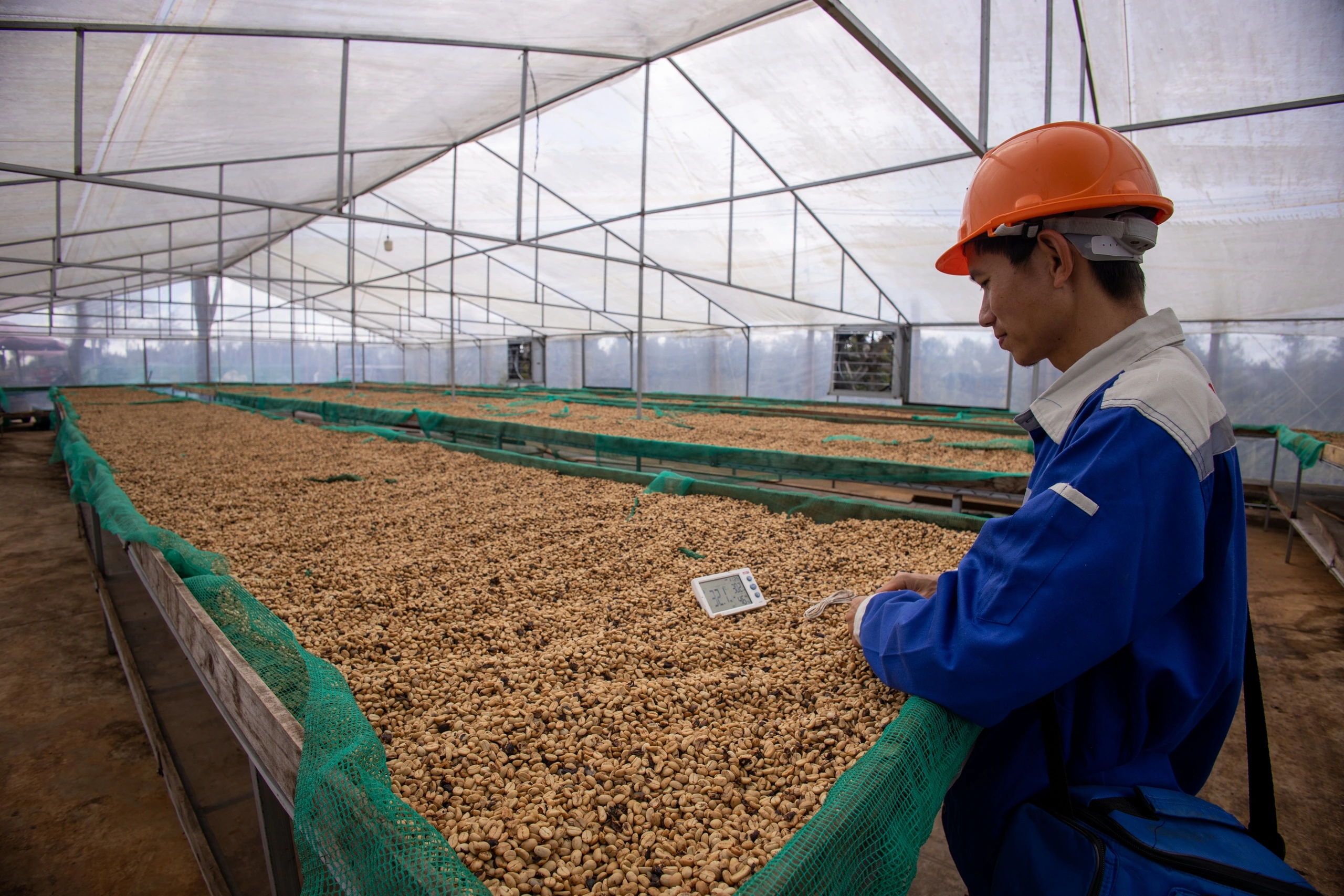 Vietnam Robusta coffee price