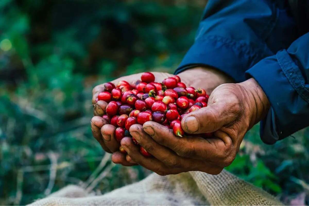 Vietnamese specialty coffee