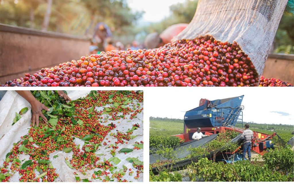 Only fully ripe red cherry. Every pass through the tree is a quality decision.