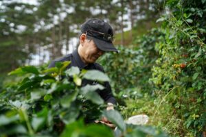 Coffee Harvesting Vietnam